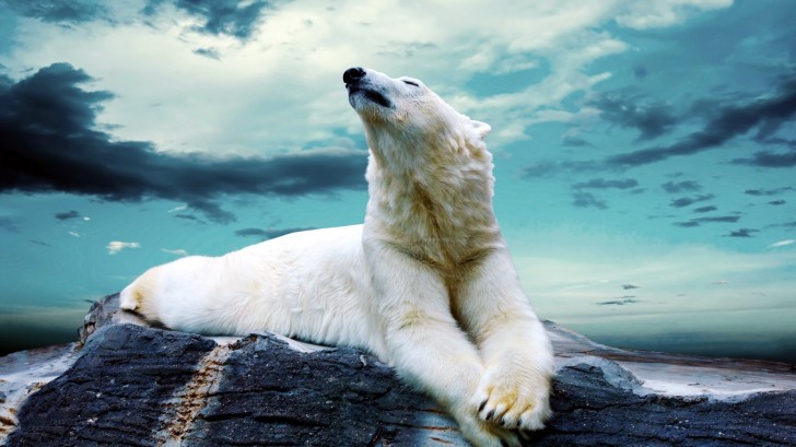 Polar Bear Relaxing Wallpaper