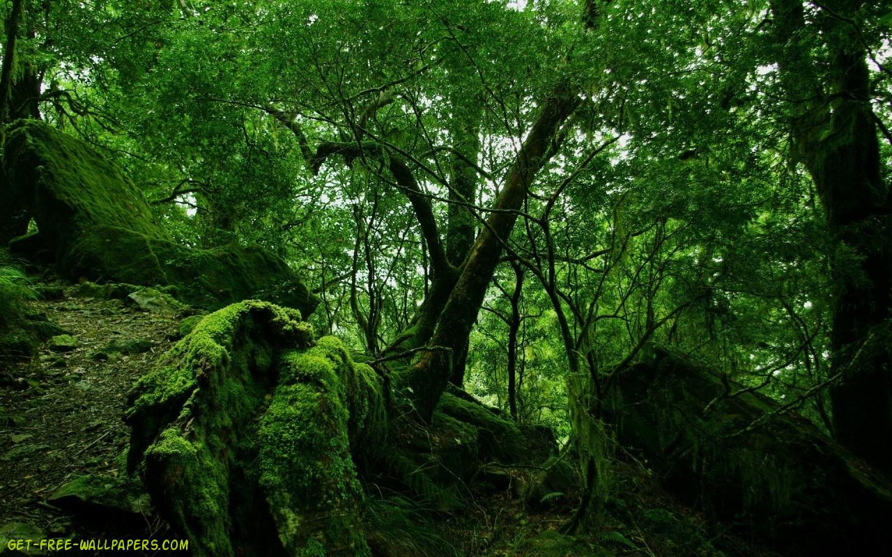 Green Forest Wallpaper