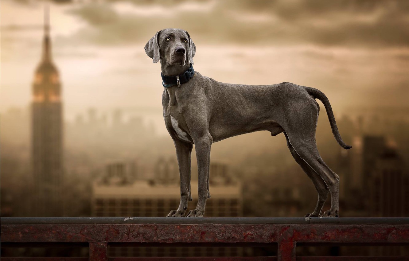 Wallpaper Background Dog The Weimaraner Image For Desktop