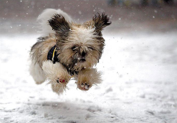 Cute Puppy Playing In Snow A Day
