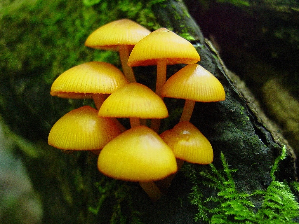 Mushroom Wallpaper Picture