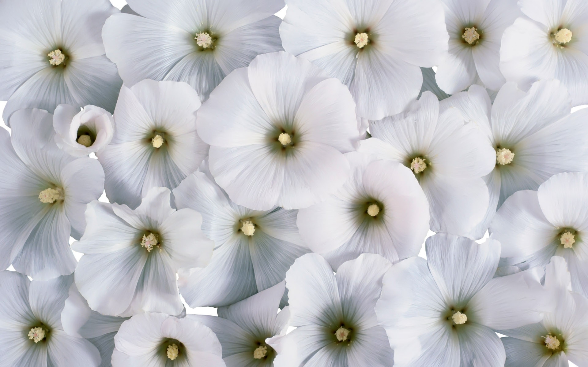 White Flowers Desktop HD Wallpaper 3d