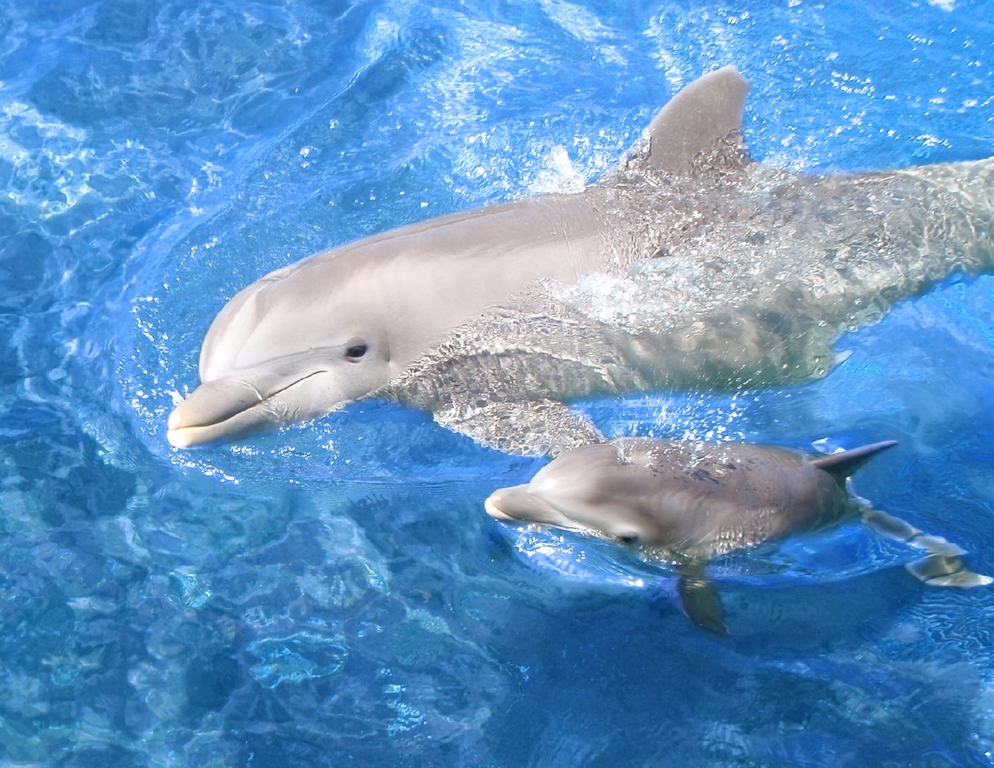 Pixel Desktop Wallpaper Baby Dolphin Cute
