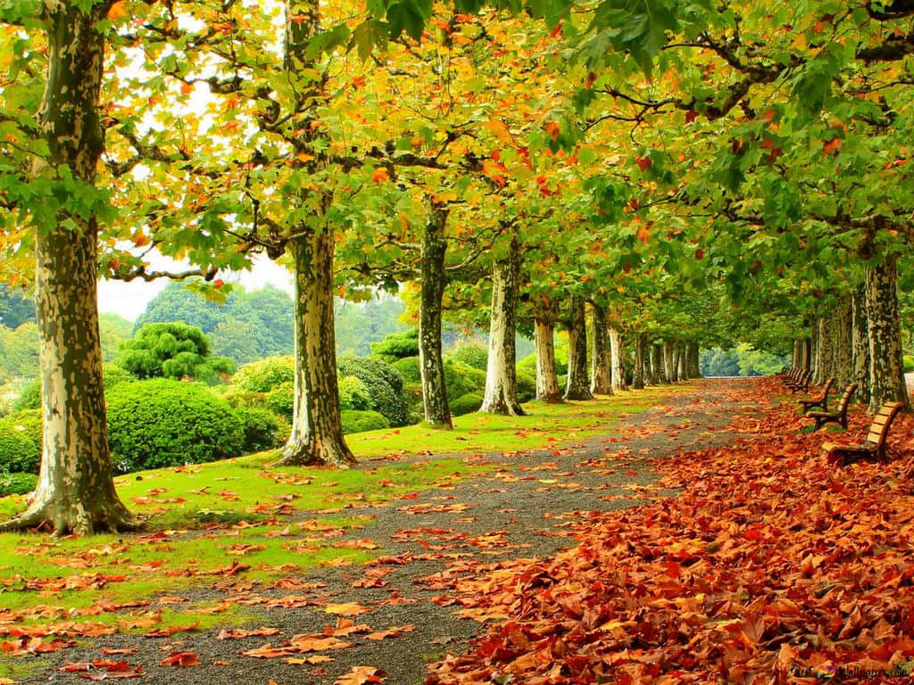 X Autumn Wallpaper
