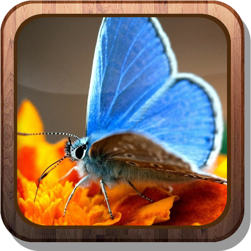 Amazon Magic Butterflies HD Live Wallpaper Appstore For Android