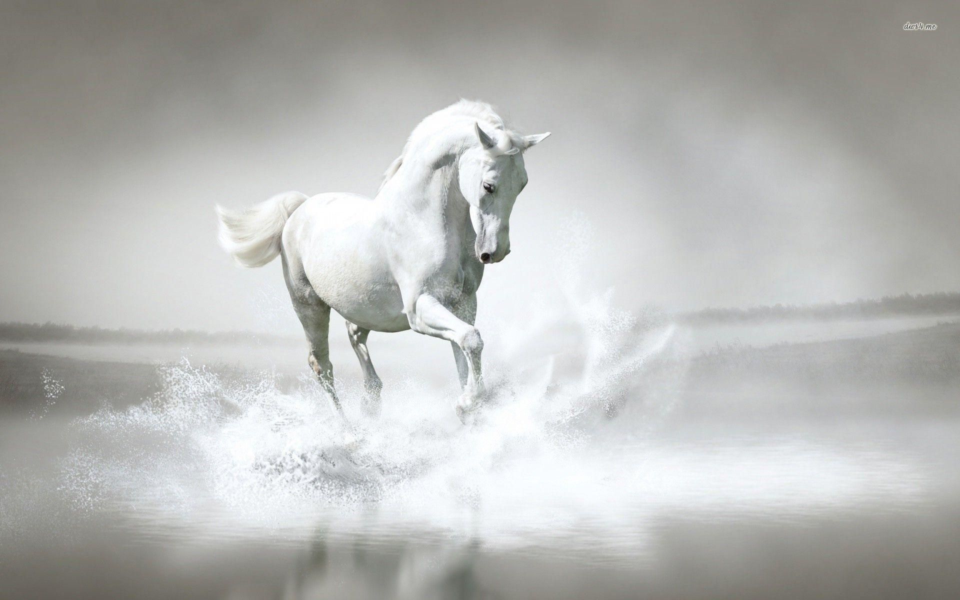 White Horse Wallpaper On