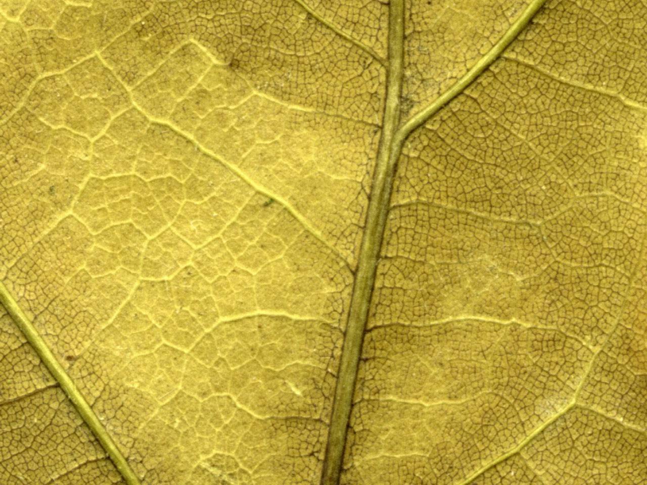 Leaf Gold Wallpaper