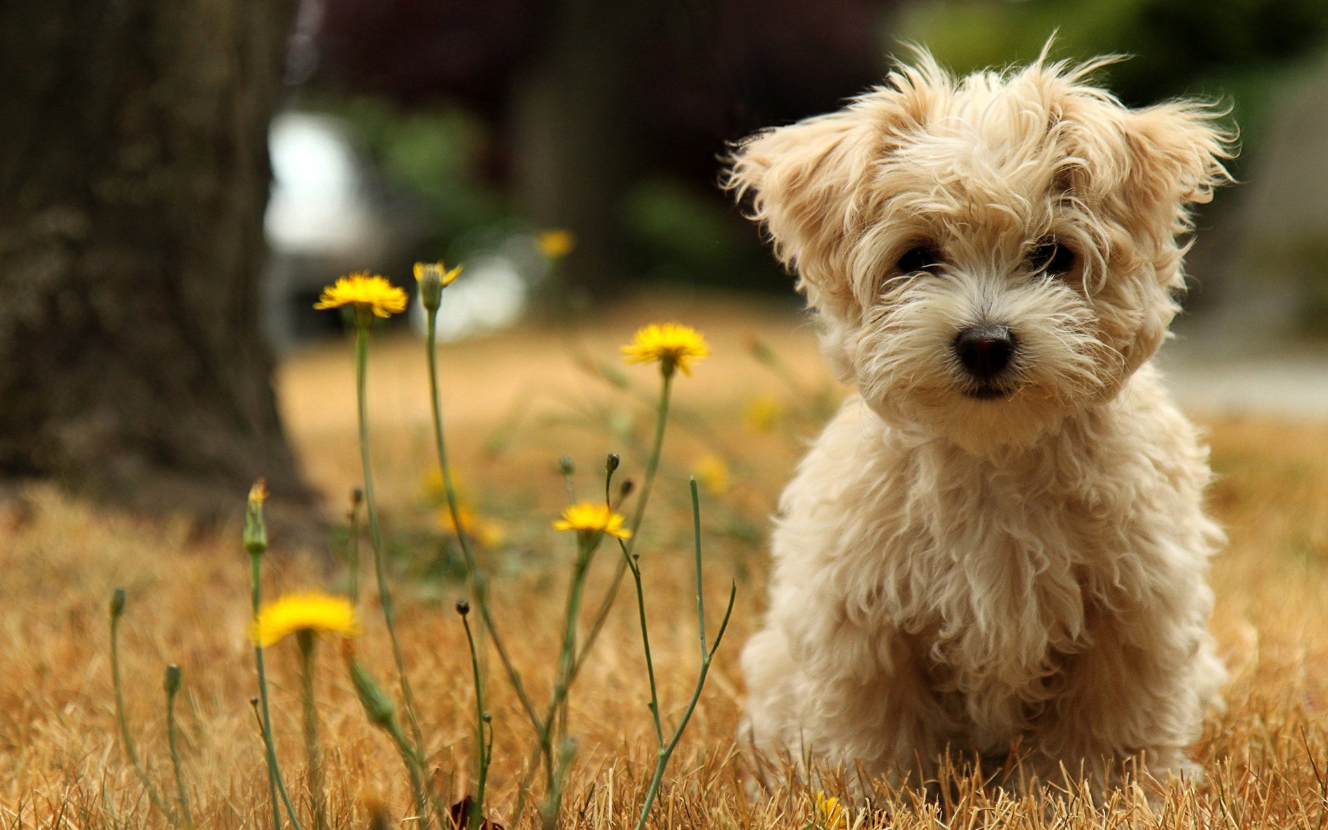 An adorable fluffy puppy sits in a field of yellow wildflowers, its soft fur and innocent eyes making it the perfect addition to any cute animal wallpaper collection