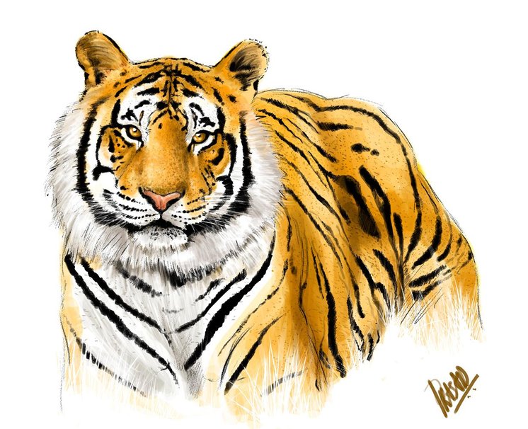 La Tigre Reale Del Bengala File Vettoriale
