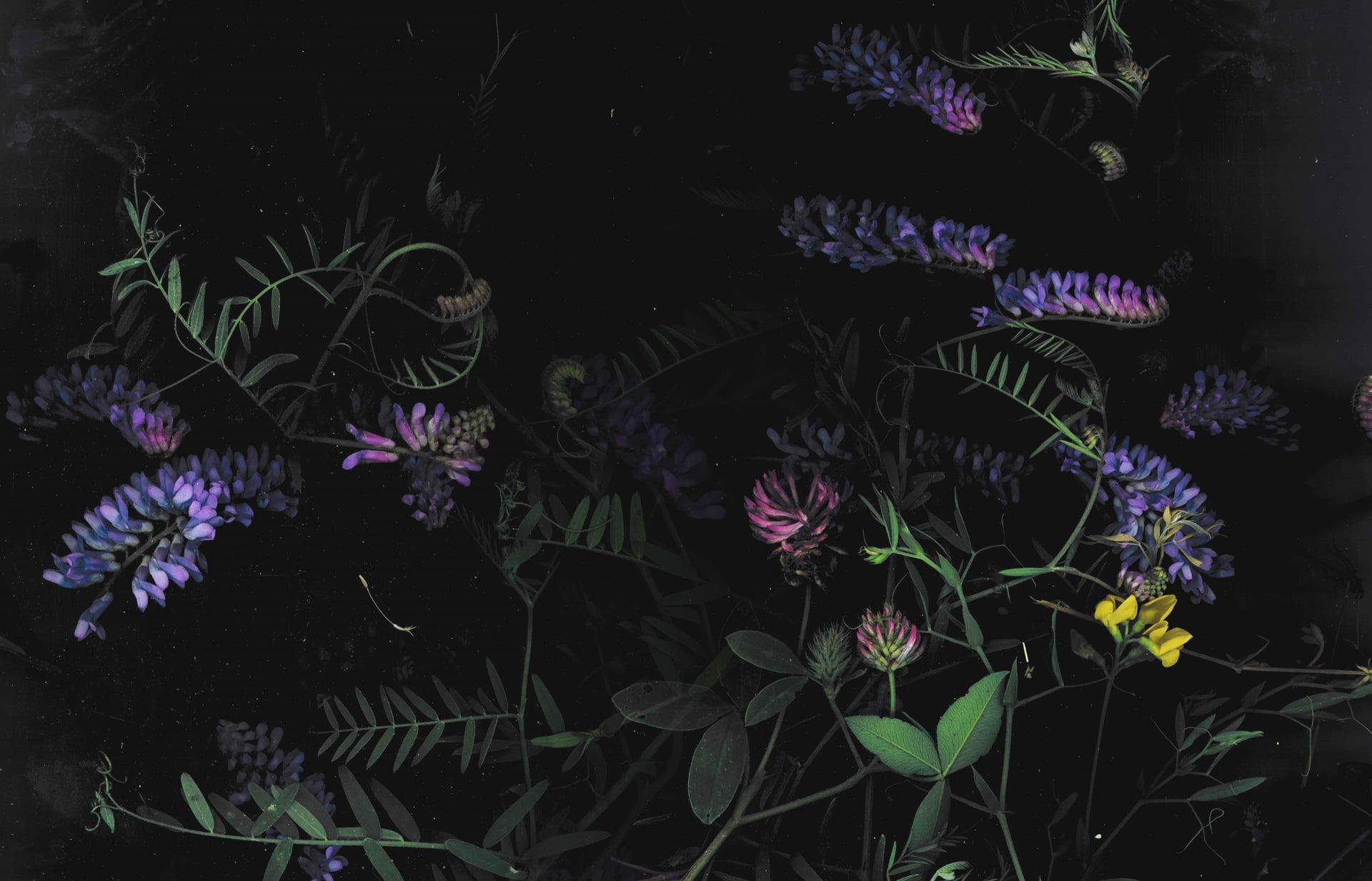 Purple And Yellow Flowers Are In The Dark Wallpaper