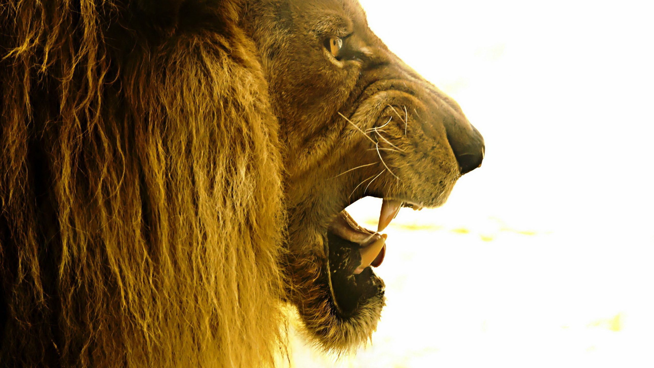 Lion Roar Background Wallpaper