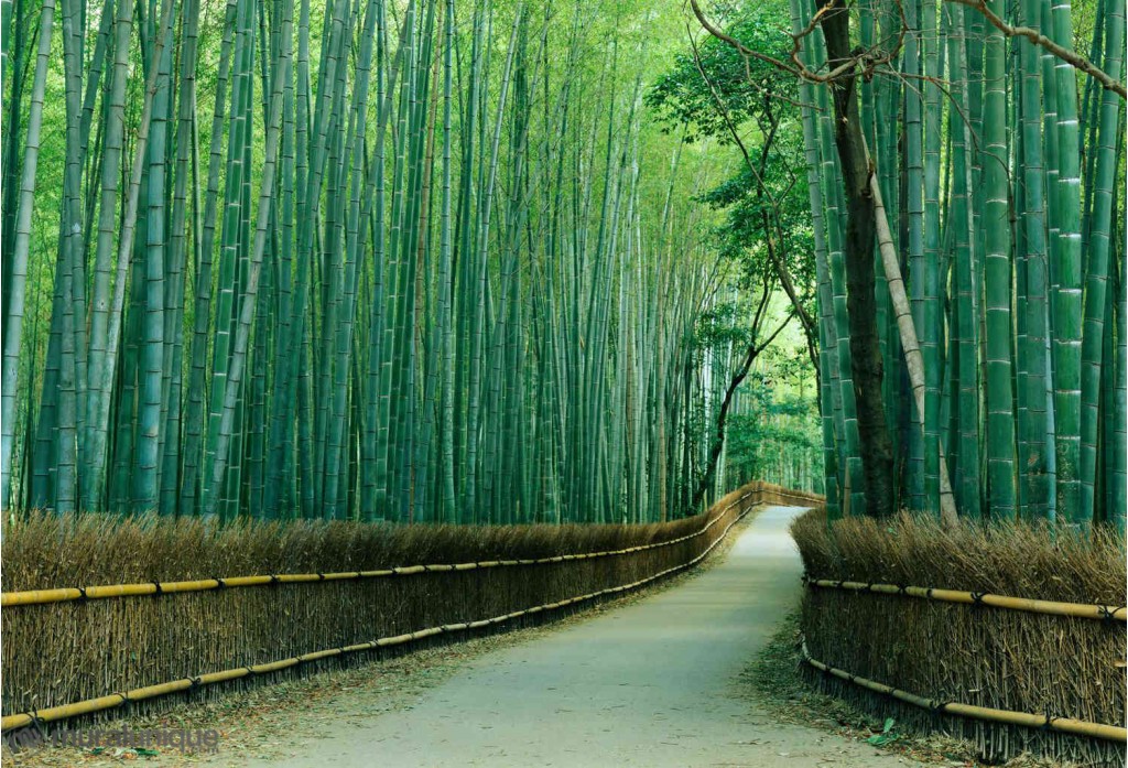 Home Sagano Bamboo Forest Kyoto Japan X 66m 44m