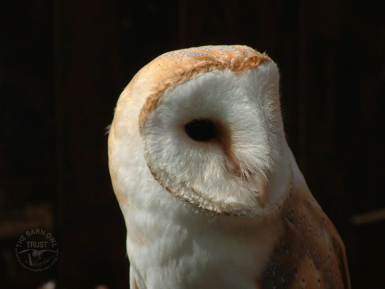 The Barn Owl Trust Wallpaper Desktop Owls