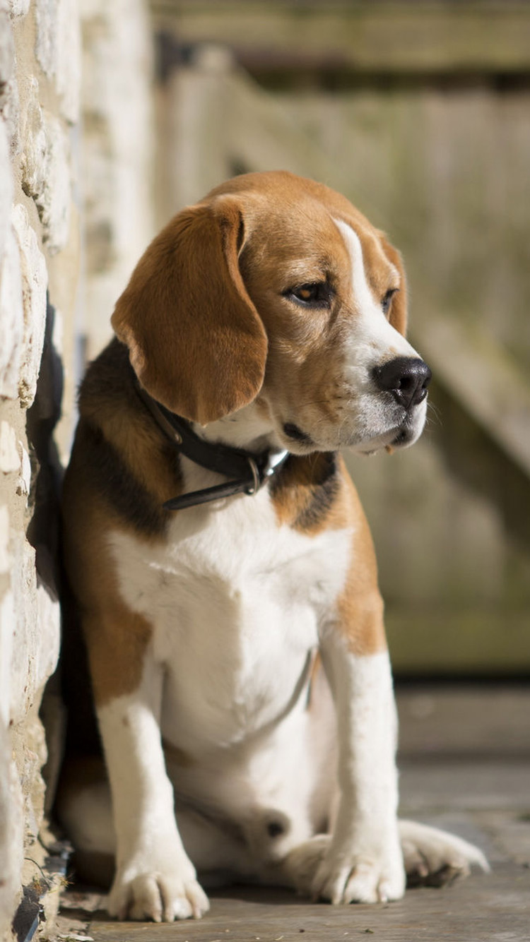 Beagles iPhone Wallpaper HD