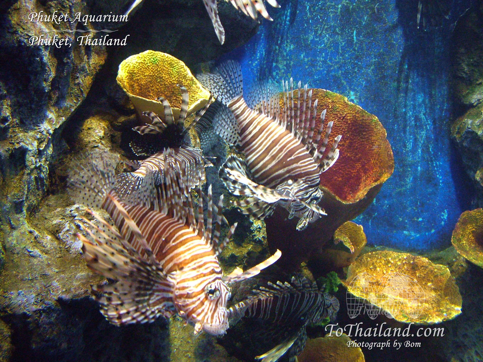 Best Aquarium Screensavers Software Marine Dream