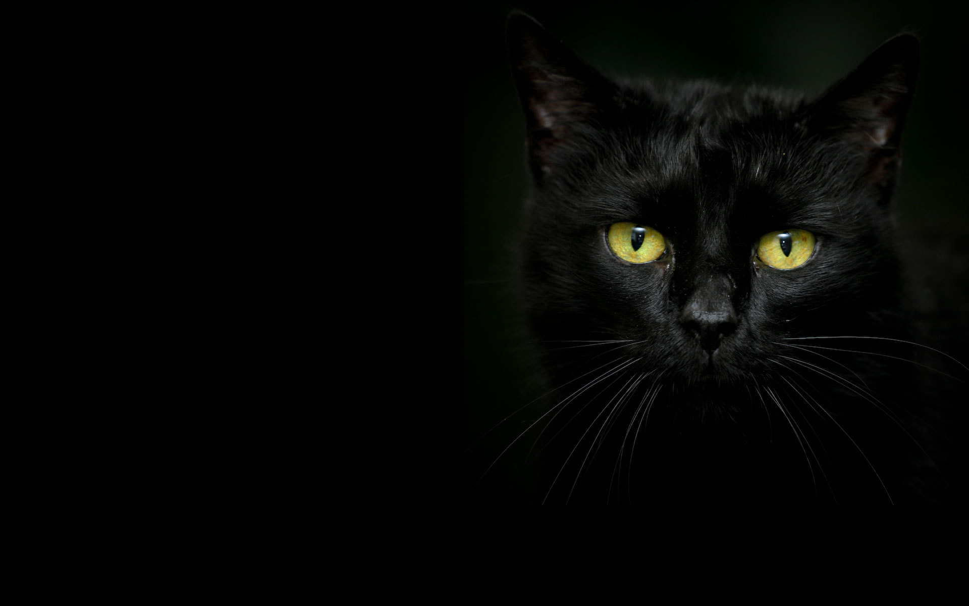 Beautiful black cat on a dark background wallpapers and images 1920x1200