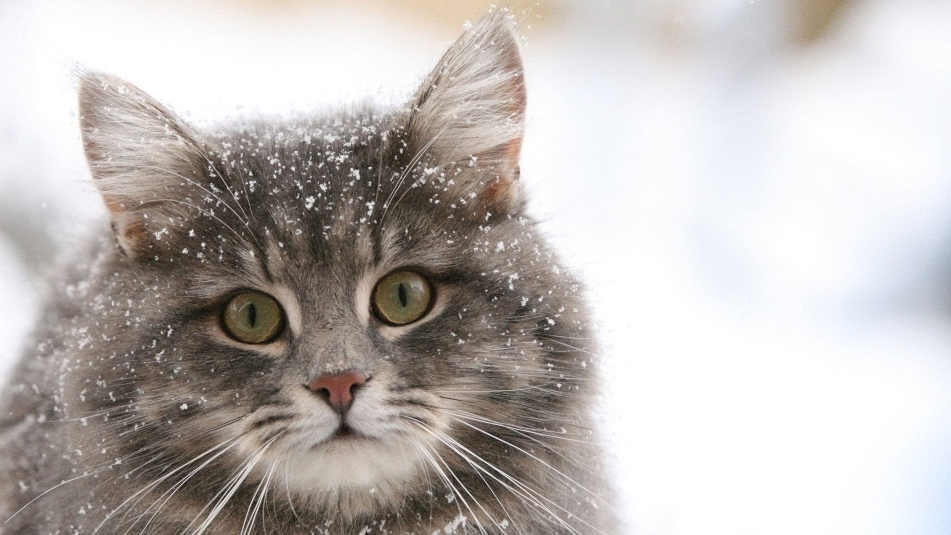 Animals   Cats Siberian cat in the snow 045078 jpg 1920x1080