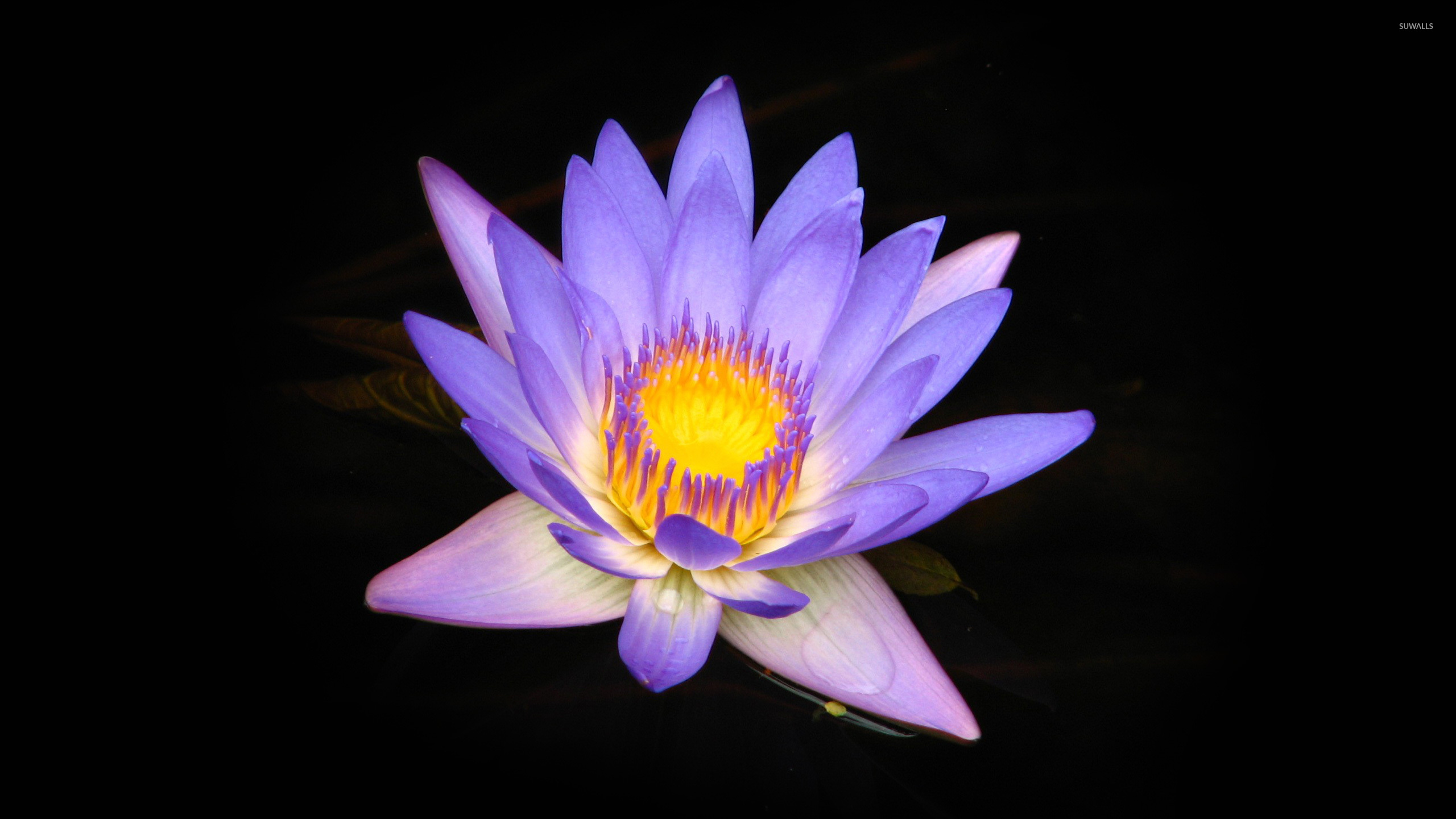 Water Lily Wallpaper Flower