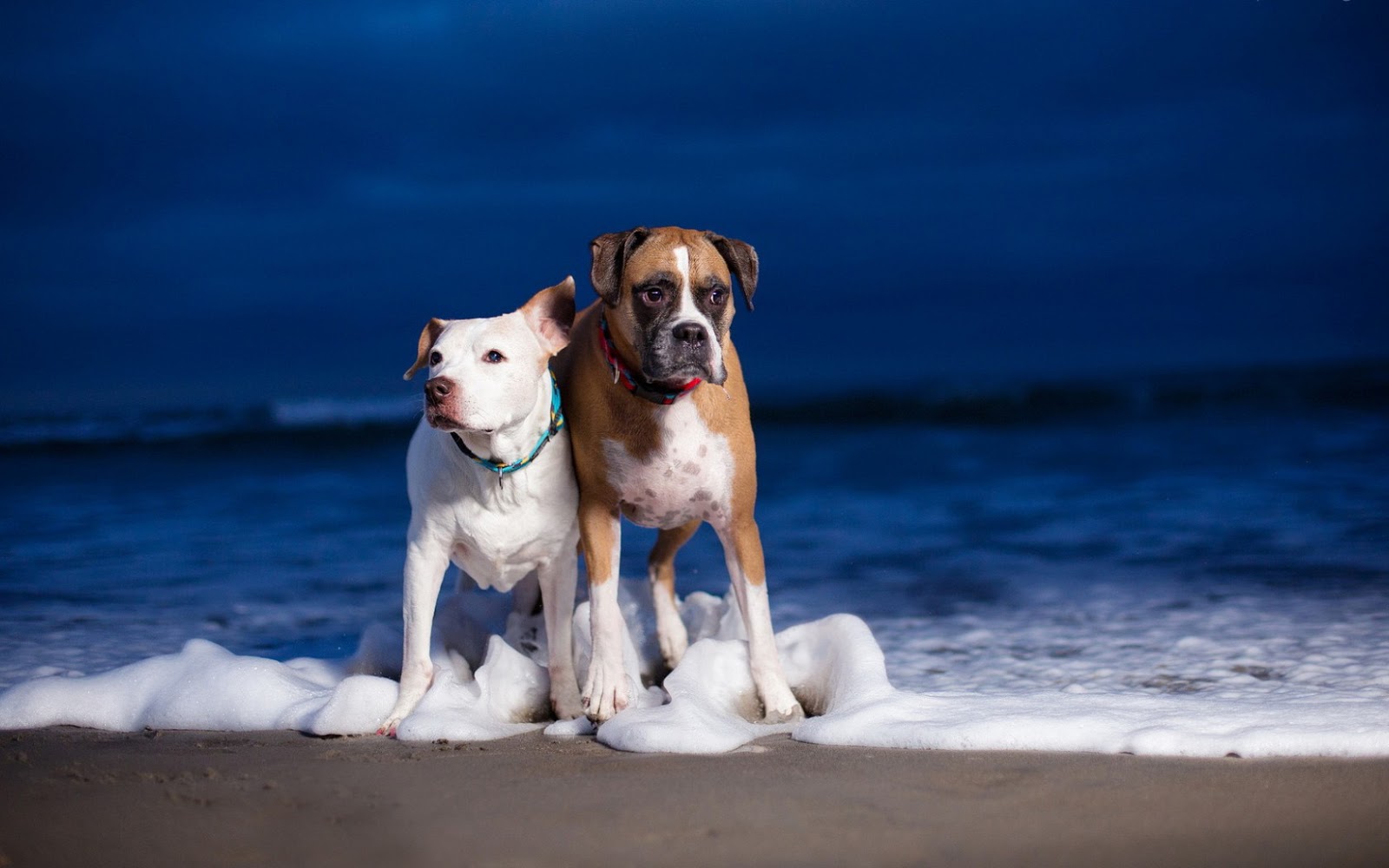 Beautiful Dogs Background With Two On The Beach By Sea