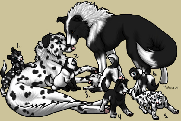 Dalmatian And Border Collie By Preppy Paws