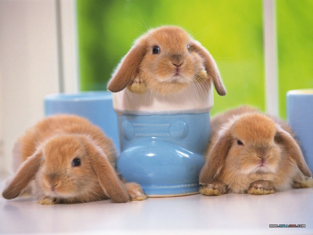 Baby Rabbits Photography