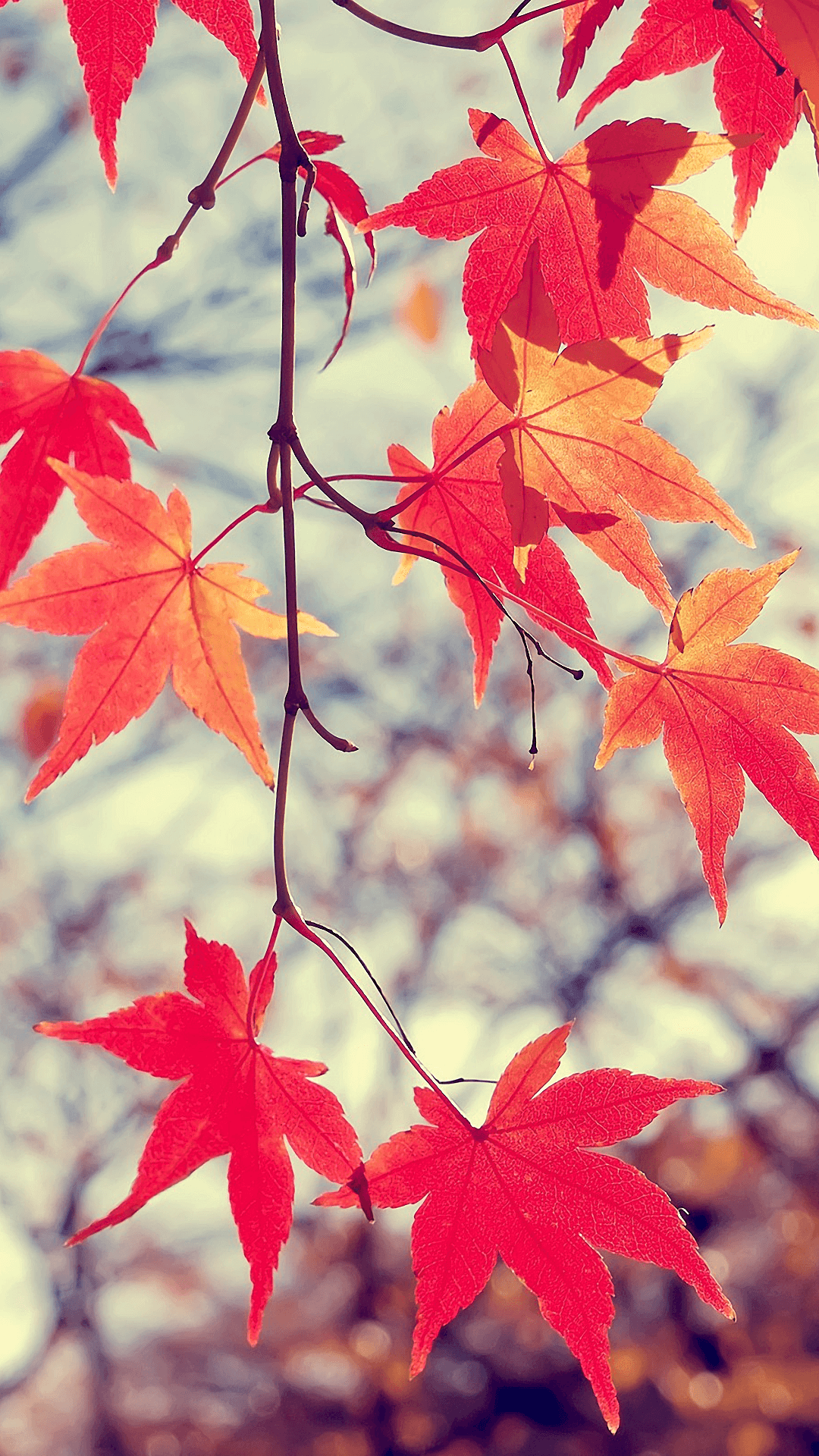 Maple Leaves Wallpaper On