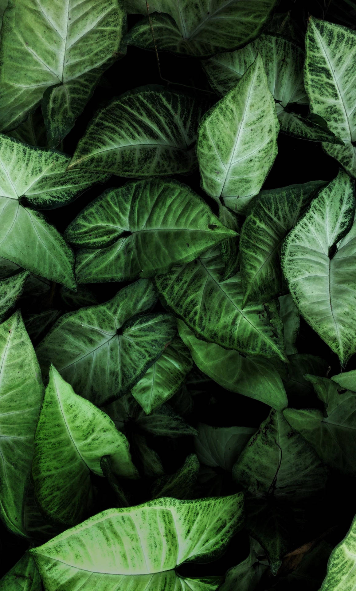 Plant iPhone Wallpaper