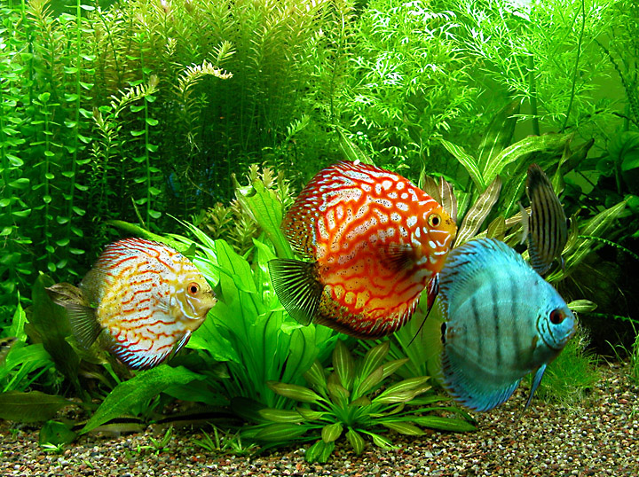 Discus Fish Info And Photos The Wildlife