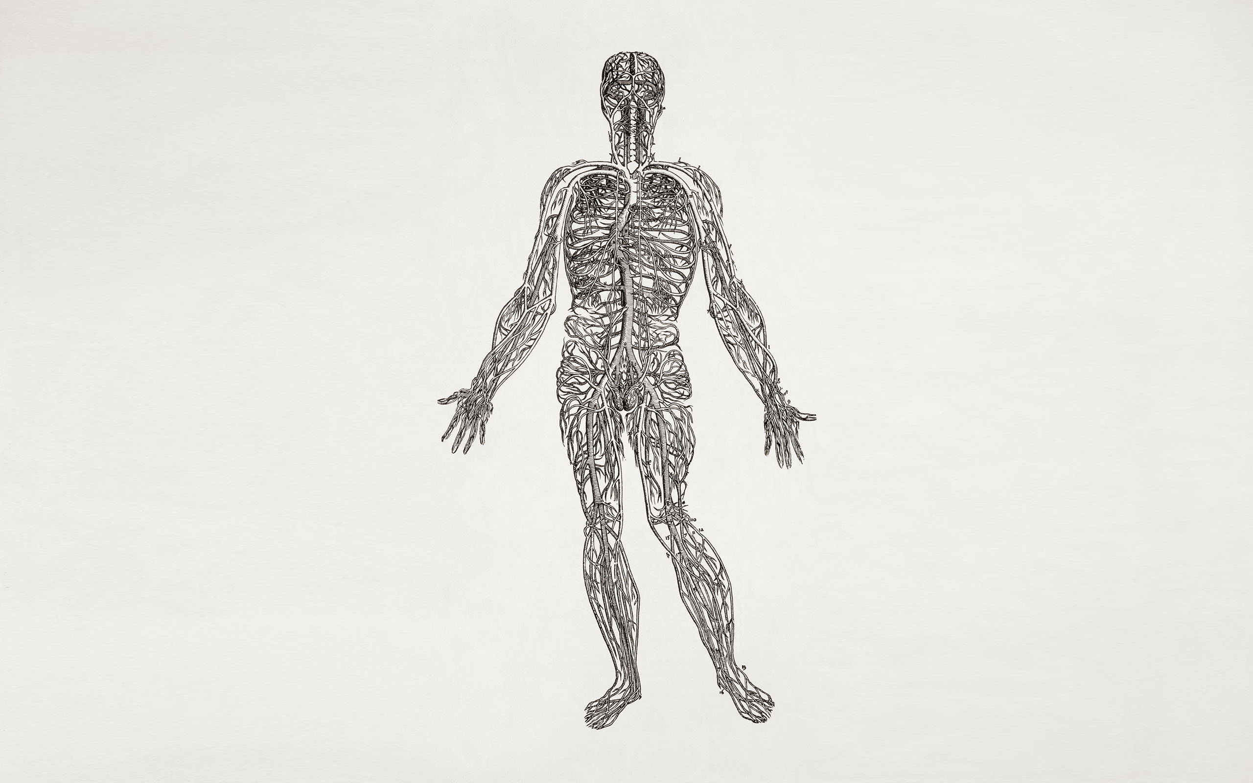 Anatomy human body nerves wallpaper 2560x1600 229006 WallpaperUP