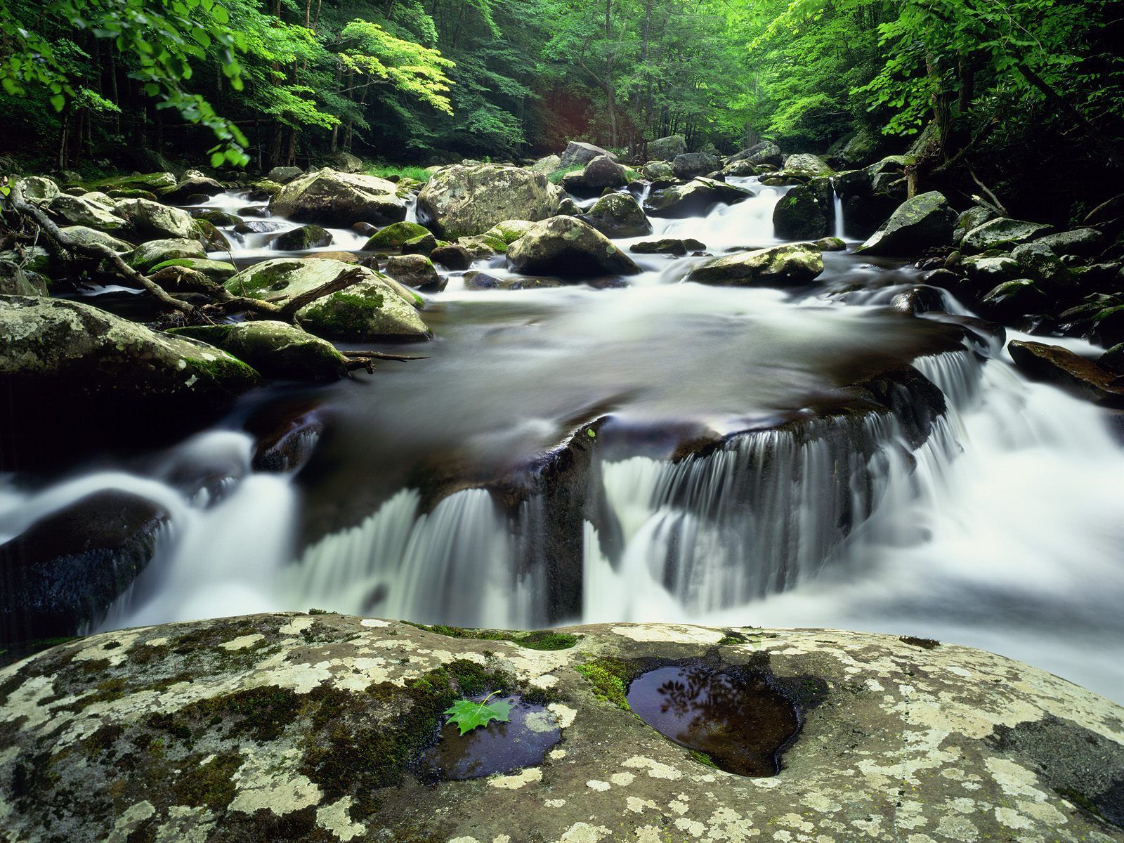 Summer Scene Middle Prong Of The Little River Great Smoky Mountains