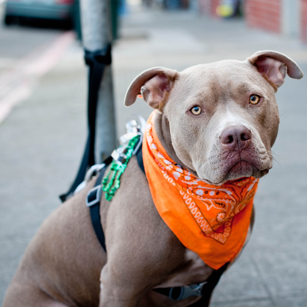 Pit Bulls Are Often Overlooked By People Searching For A Pet Because