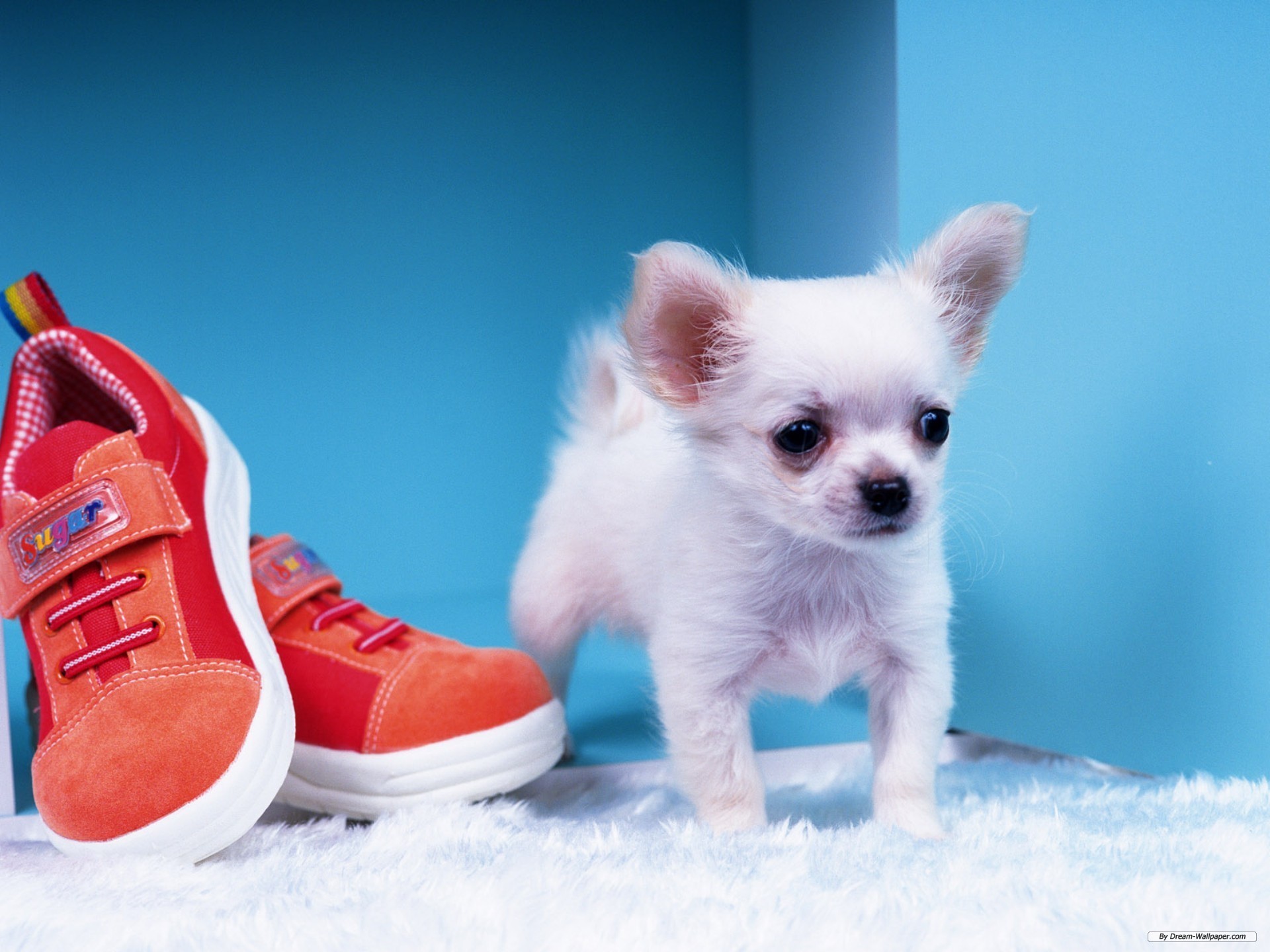 Chihuahua Dogs Wallpaper