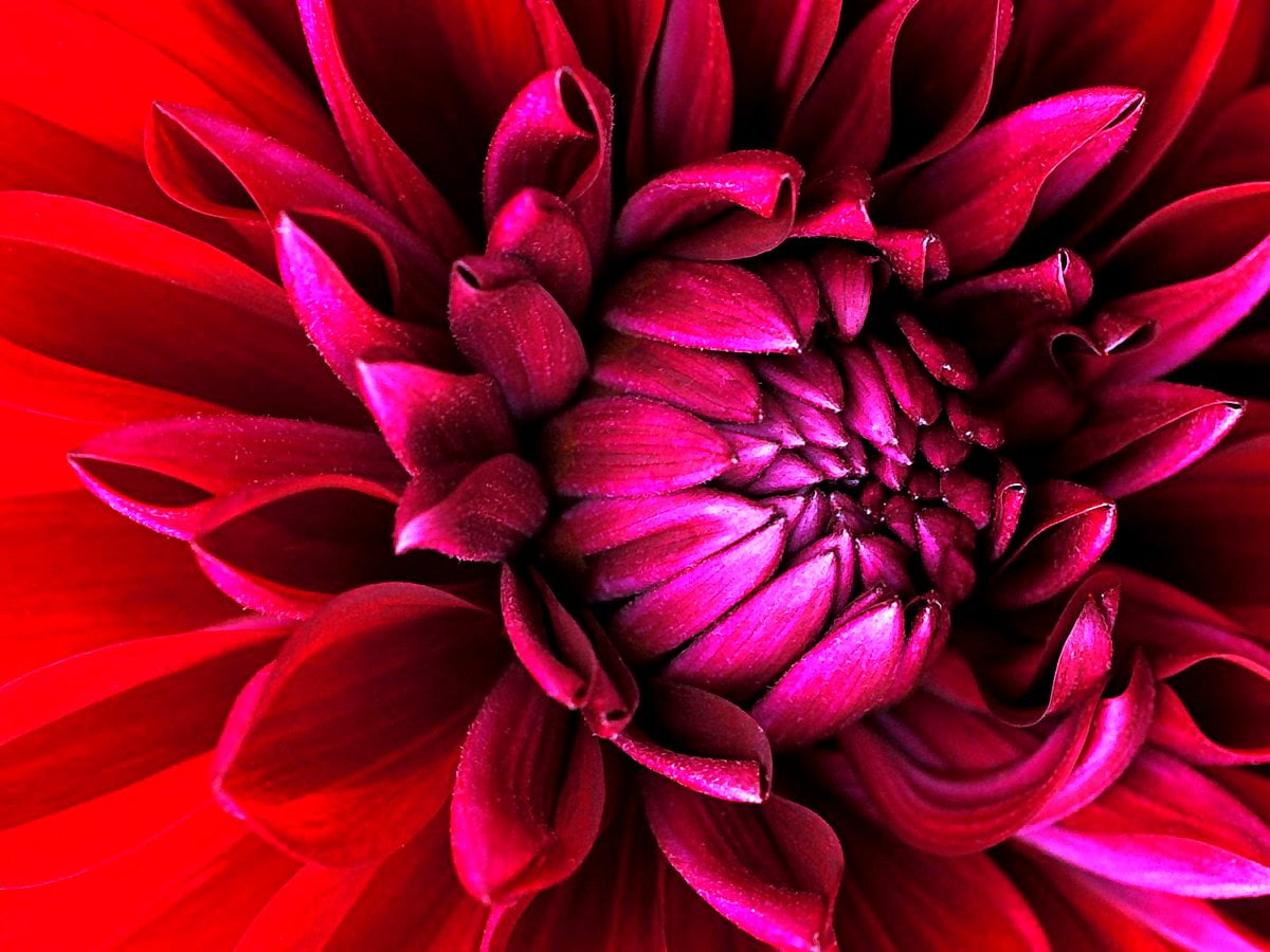 Dahlia Wallpaper HD