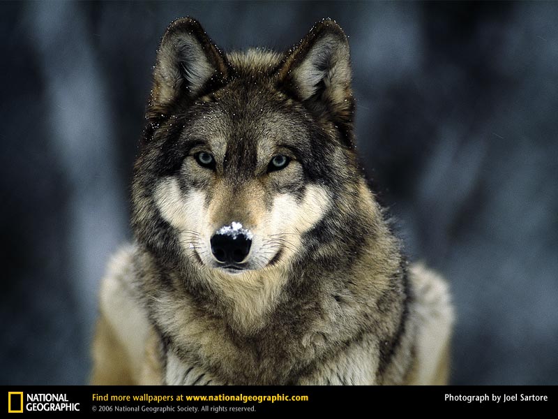 Wolf Picture Desktop Wallpaper