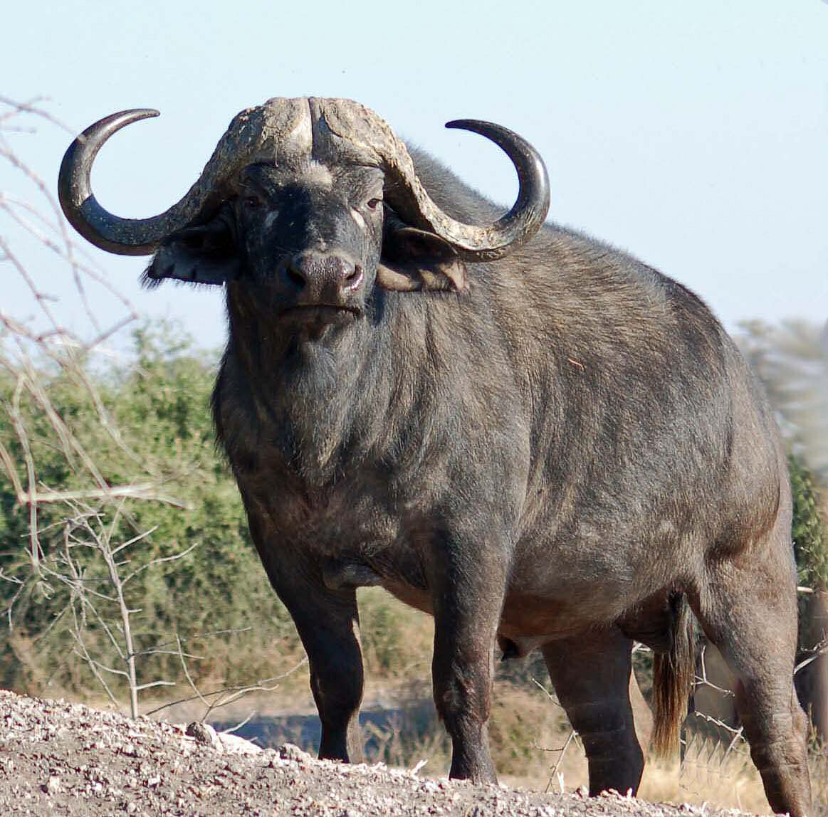 Animal Wallpaper African Buffalo
