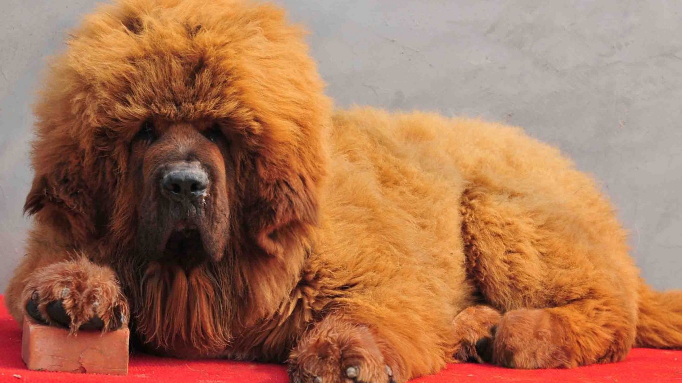 Tibetan Mastiff Puppies HD Background Dog Breeds Picture