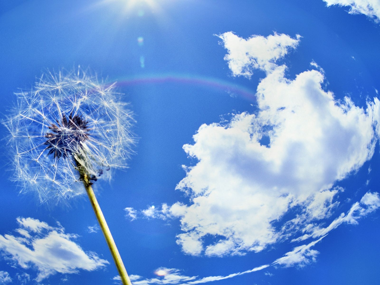Backgrounds Windows 7 Dandelion Wallpaper High Quality Wallpapers