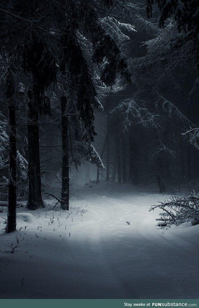 Dark Winter Forest Funsubstance Landscape