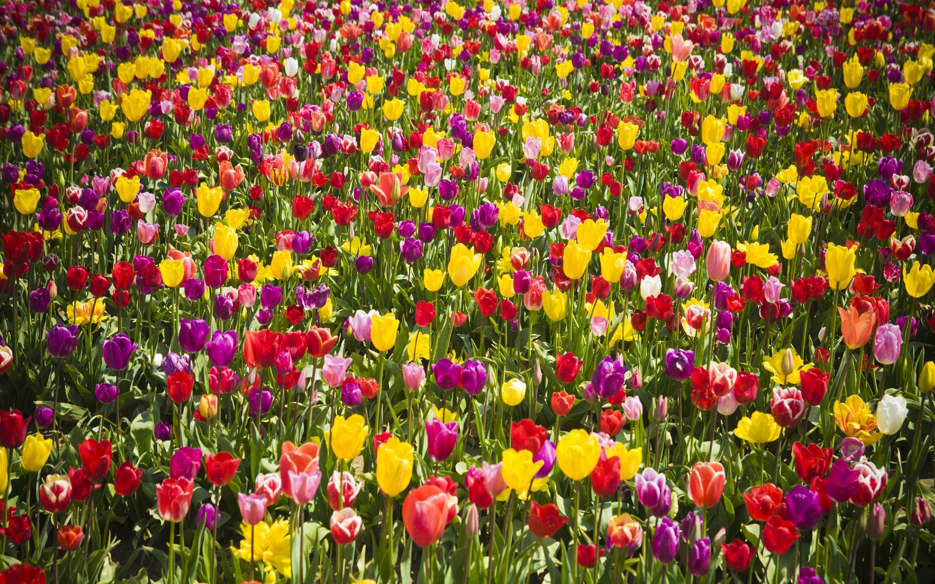 Select Rating Give Colourful Tulips Field