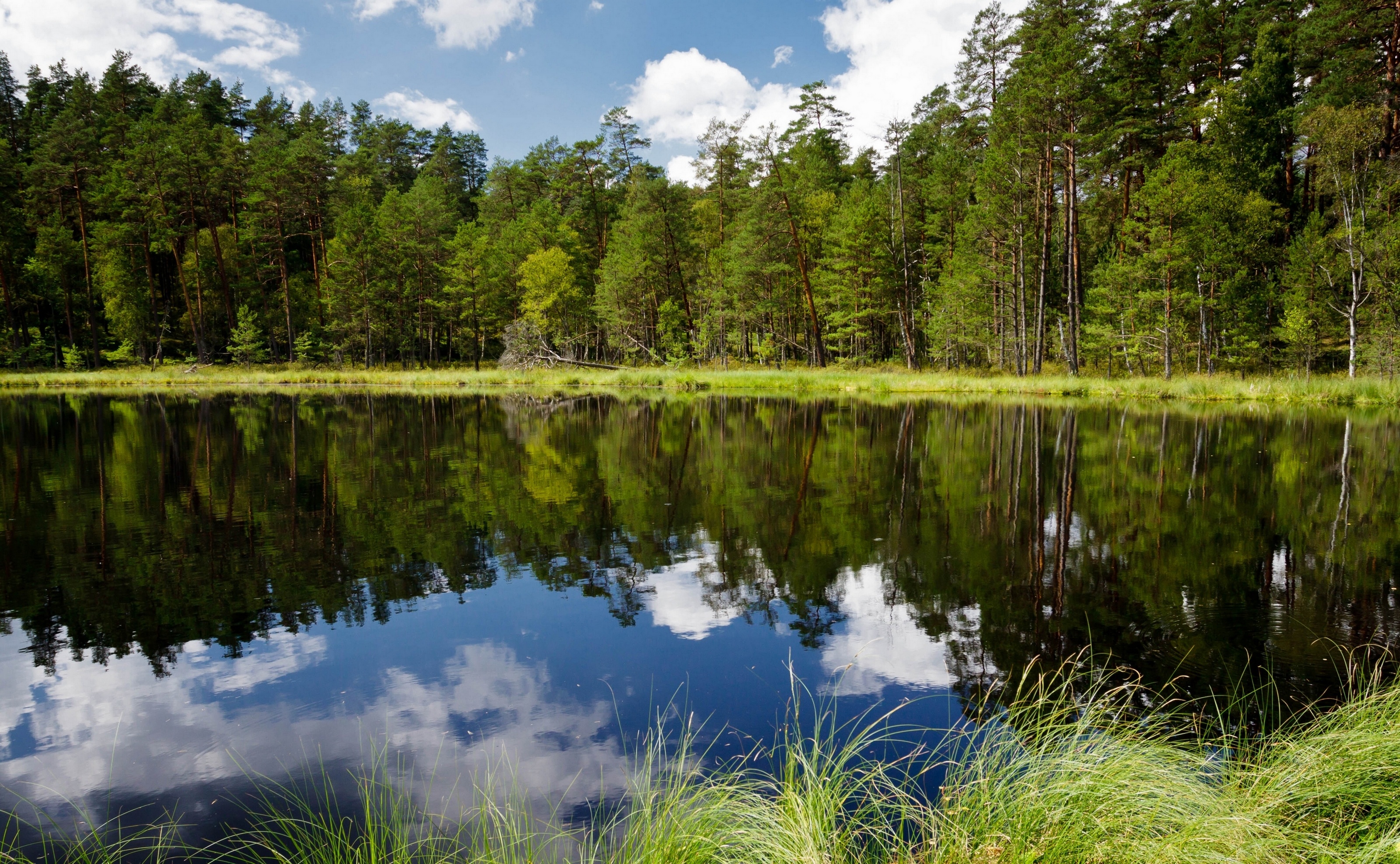 River Forest Trees Reflection Lake Wallpaper Background