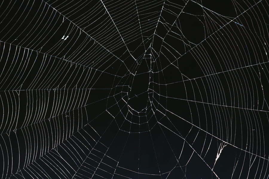 Free download Spiderweb against a black background Photograph by Cat ...