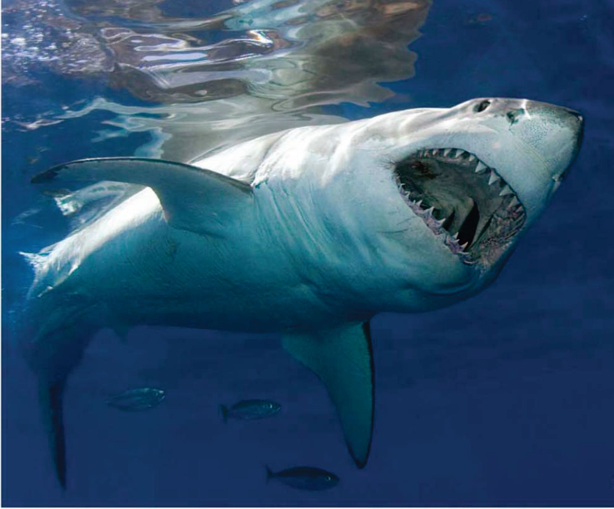 Shark Image HD Wallpaper In Animals Imageci
