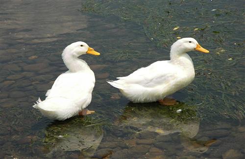 Two White baby Duck HD Wallpapers