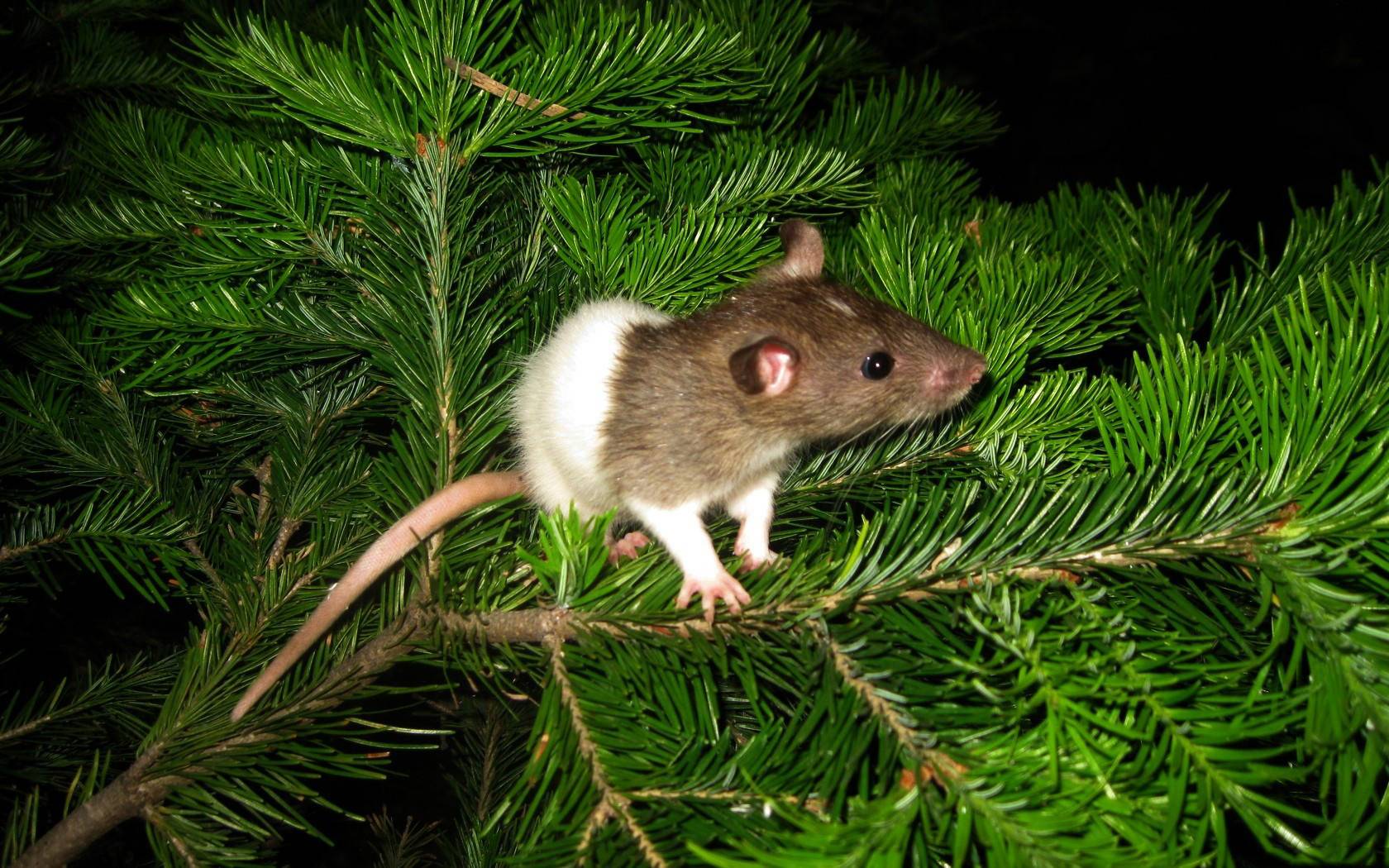 Rat On Tree Widescreen HD Wallpaper