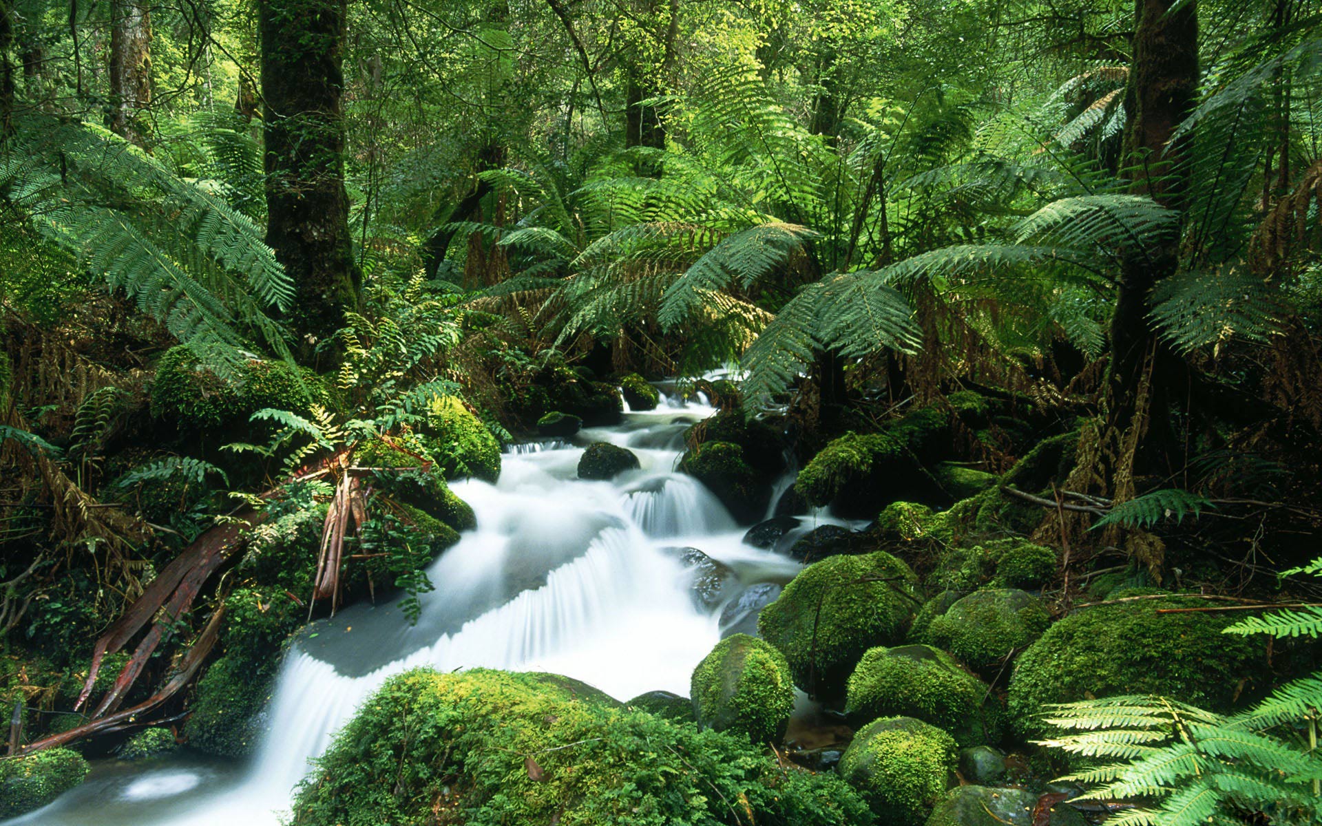 Tropical Rainforest Waterfalls Desktop Background HD Chillcover