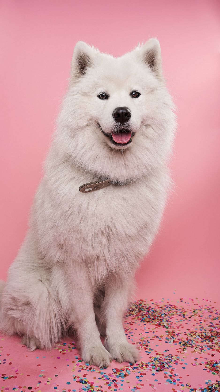 Wallpaper Samoyed Dog Cute Protruding