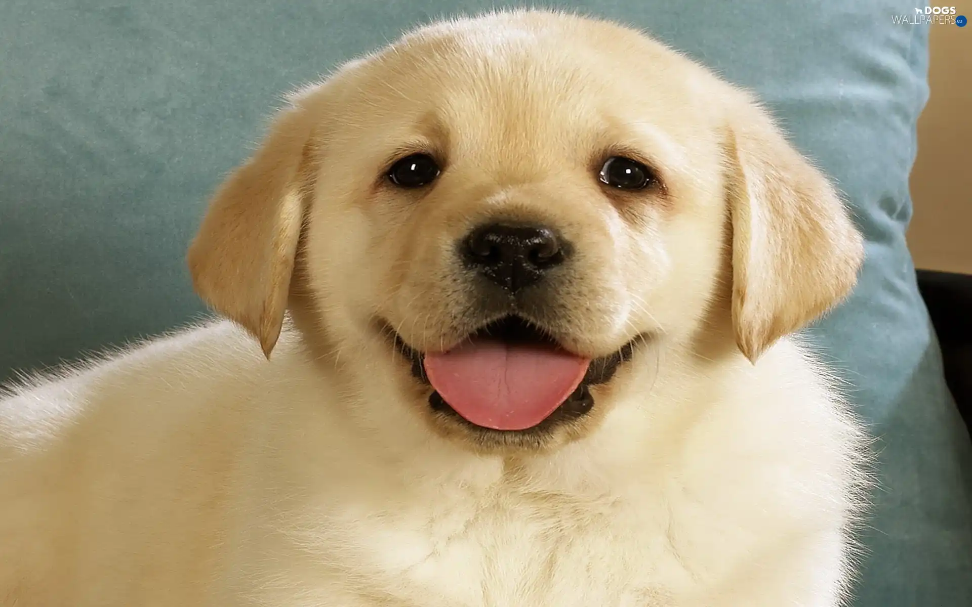 Labrador Retriever Puppy Wallpaper