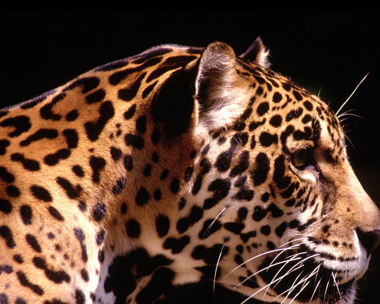 Leopard Profile Google Skins Background