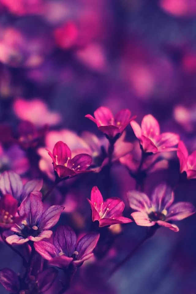 Perfect Purple Flowers iPhone Wallpaper Ipod
