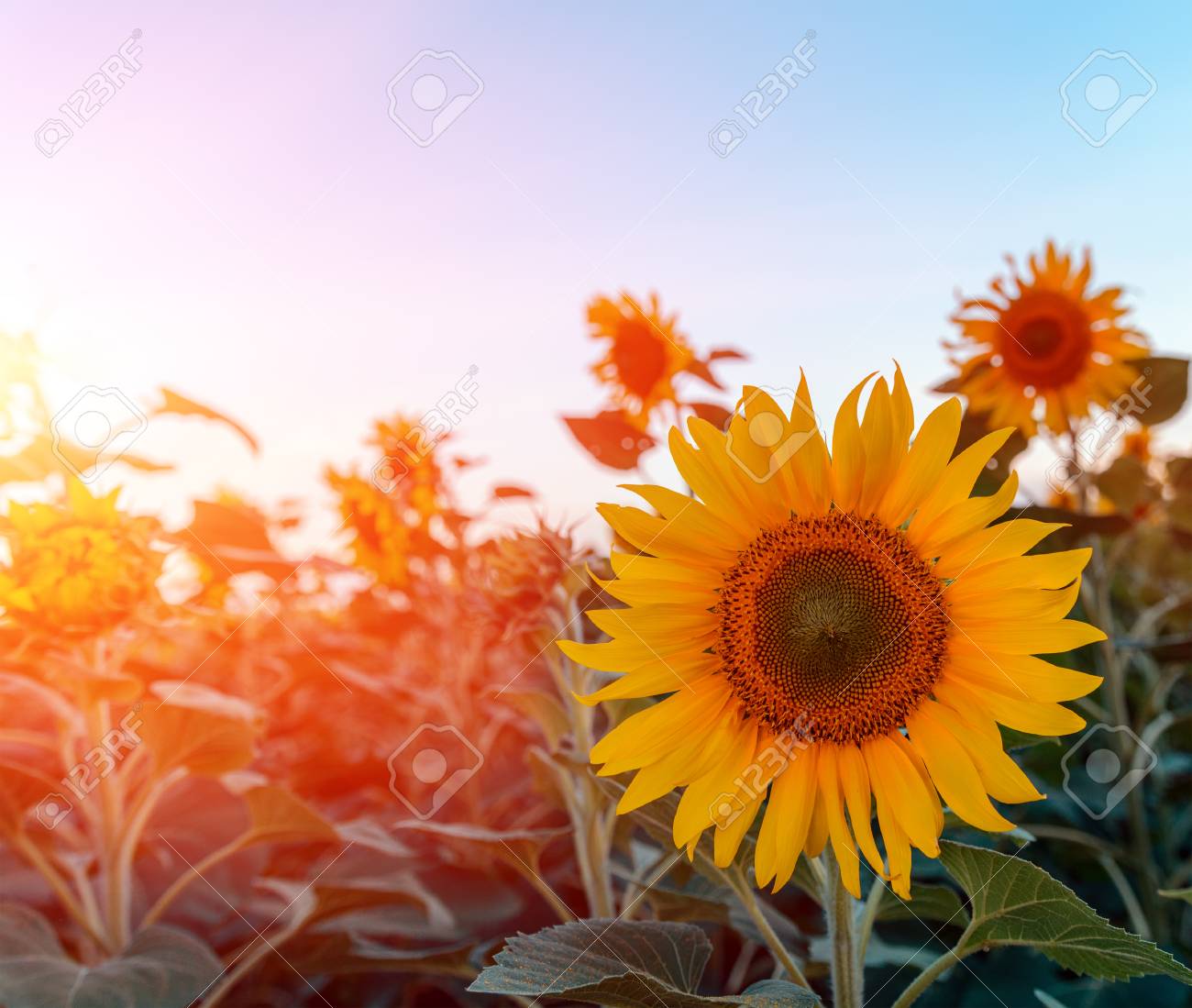 Beautiful Sunflowers In The Field Natural Background Sunflower